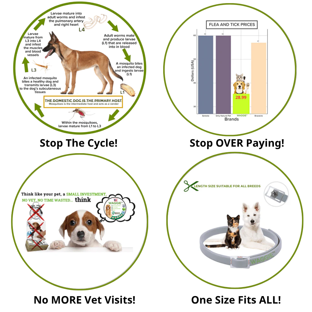 Natural Anti Flea & Tick Collar (8month+ protection)